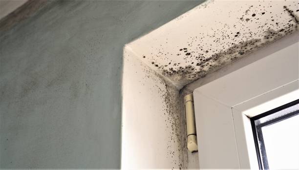 Professional Mold Inspection, Removal & Remediation in Lynchburg, MS